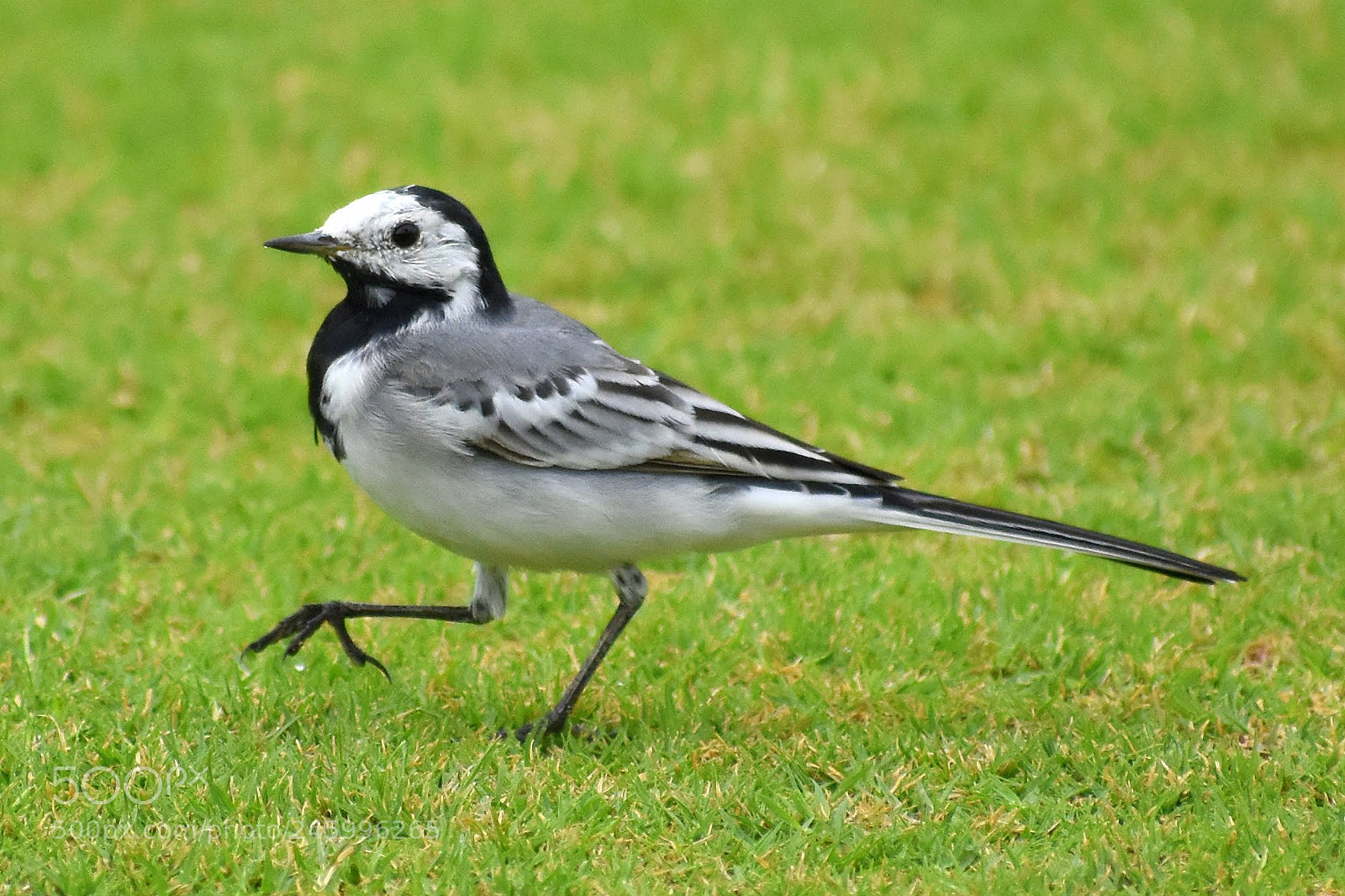 Nikon D7200 sample photo. White wagtail photography