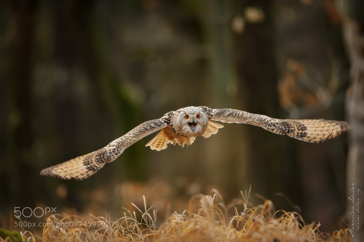 Nikon D3S sample photo. Western siberian eagle-owl photography
