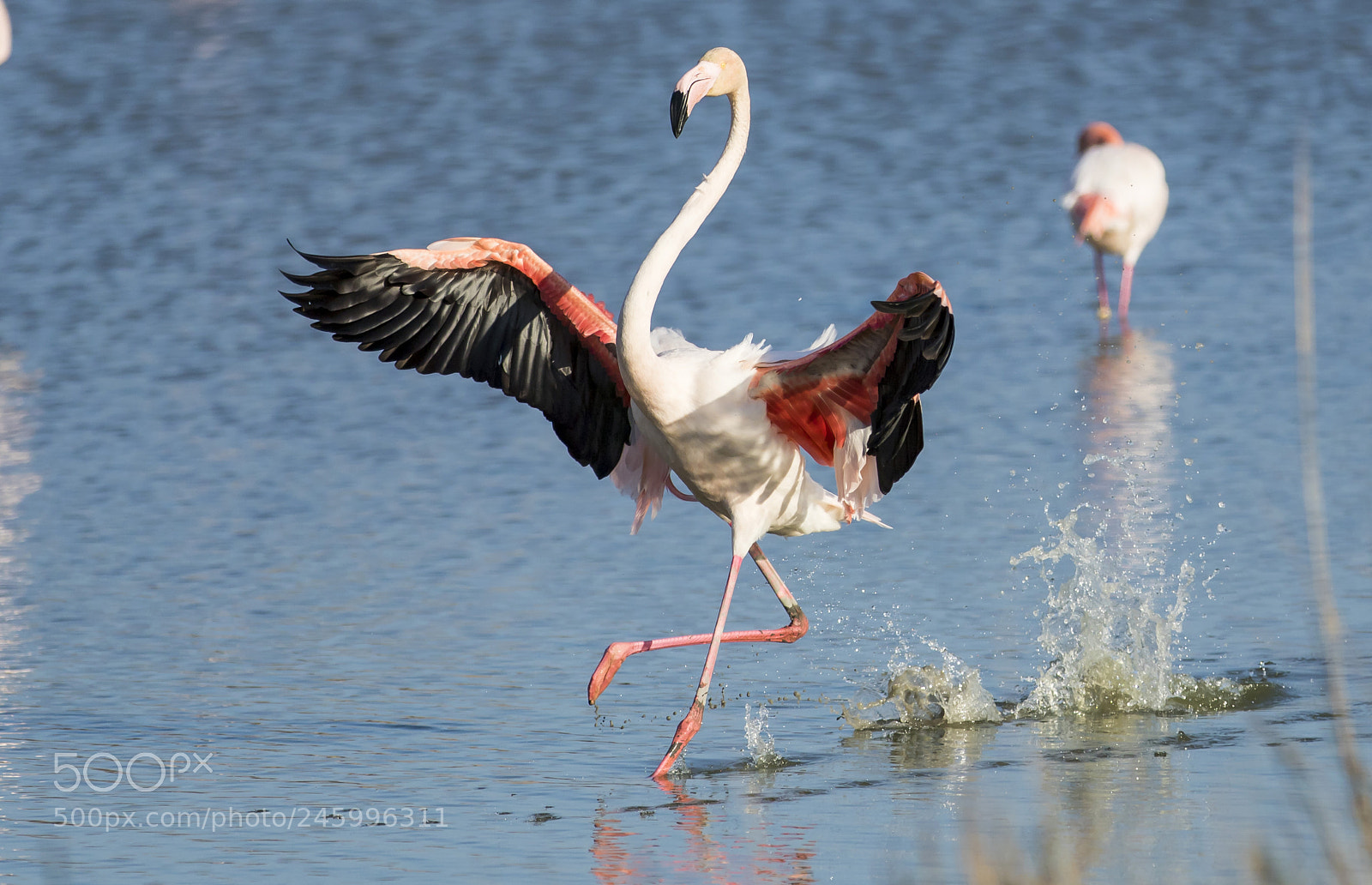 Canon EOS 7D Mark II sample photo. Sea landing photography