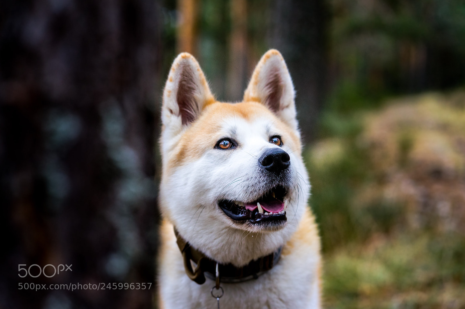 Sony a7 II sample photo. Dsc photography