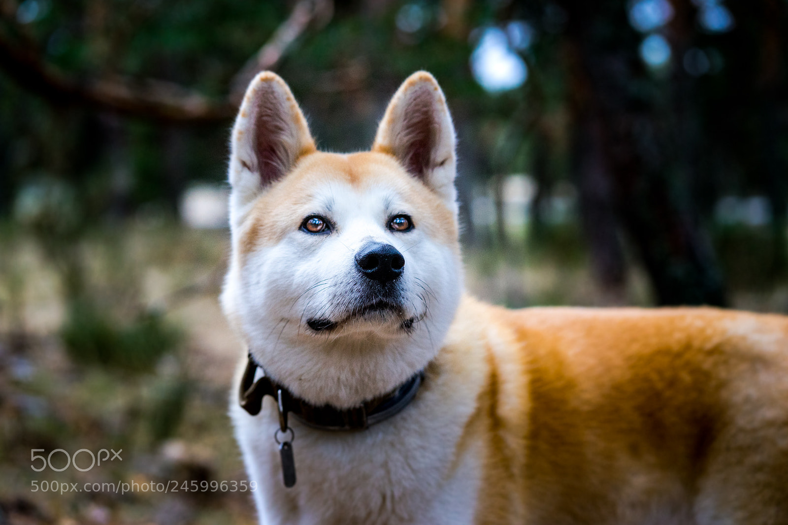 Sony a7 II sample photo. Dsc photography