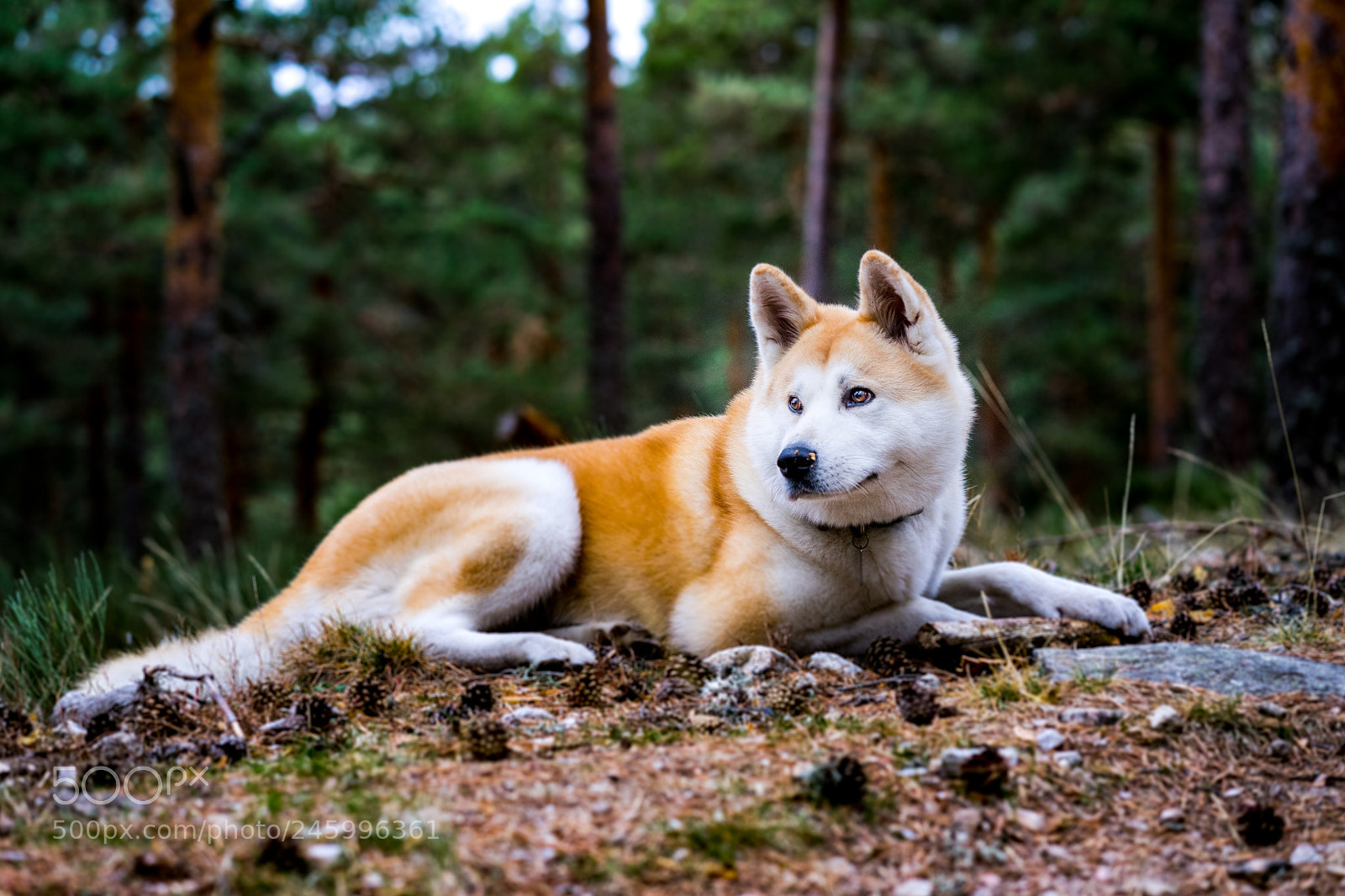Sony a7 II sample photo. Dsc photography