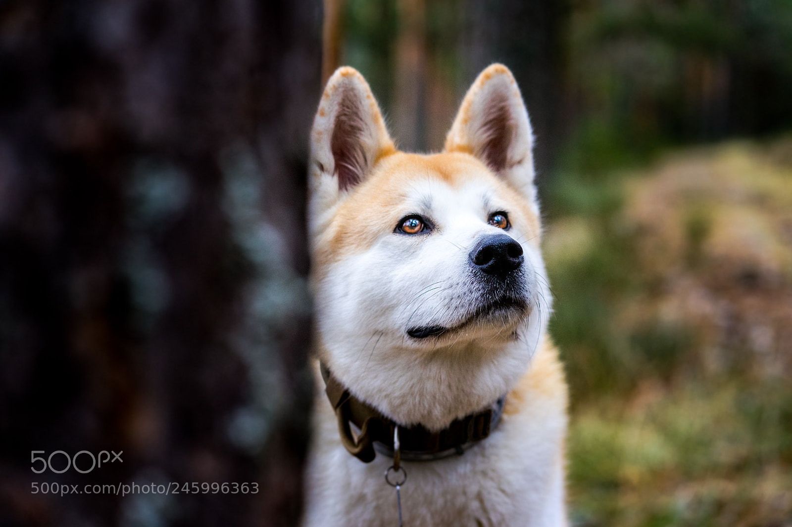 Sony a7 II sample photo. Dsc photography