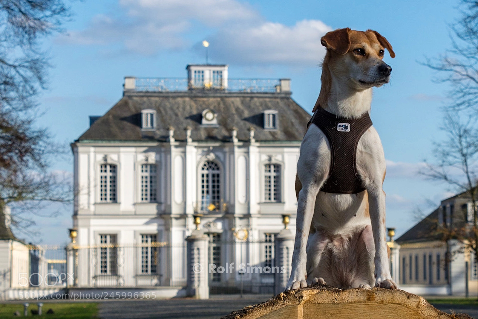 Nikon D7100 sample photo. The duchess of schloss photography