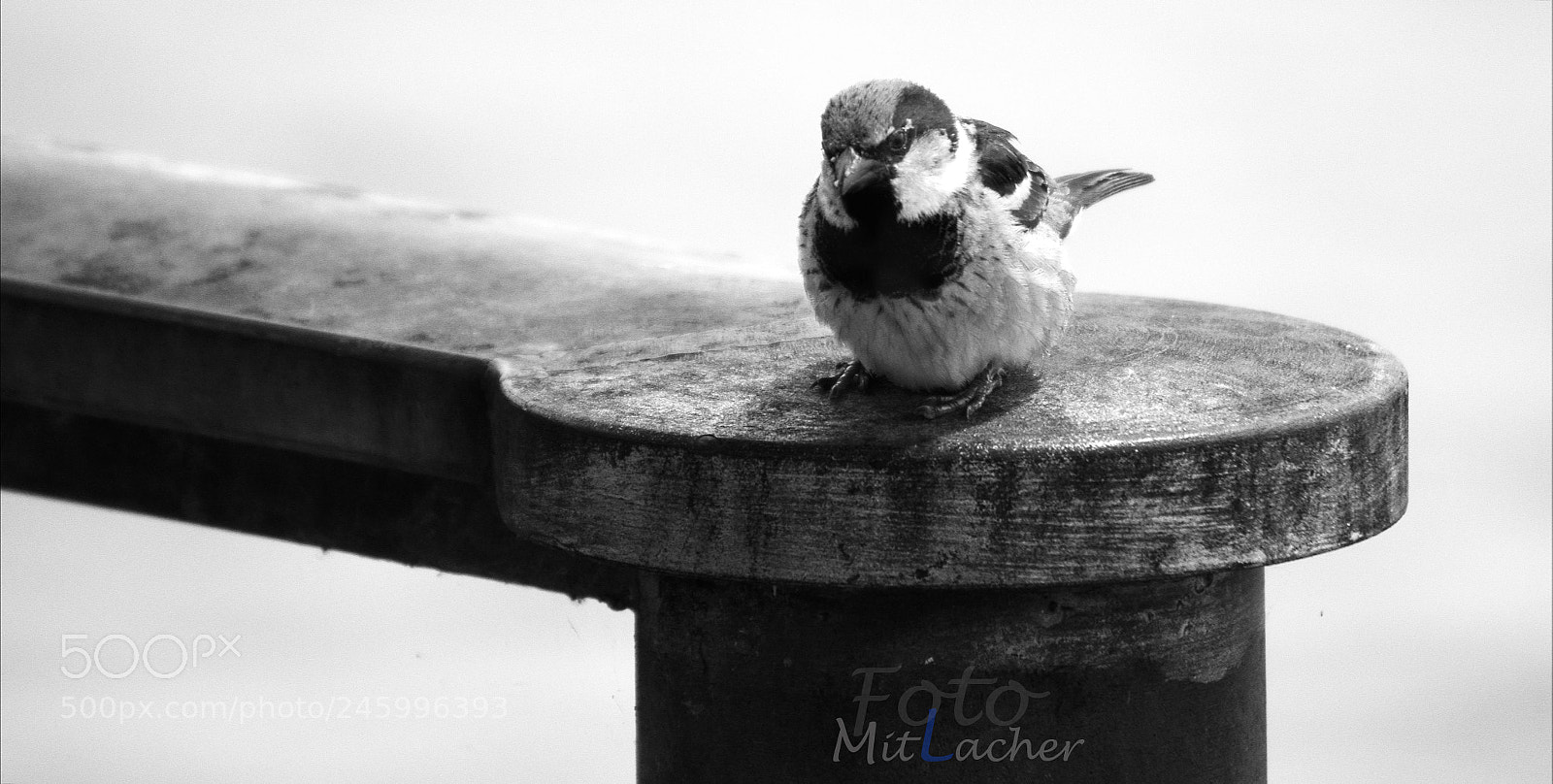 Sony SLT-A65 (SLT-A65V) sample photo. Neugieriger spatz photography