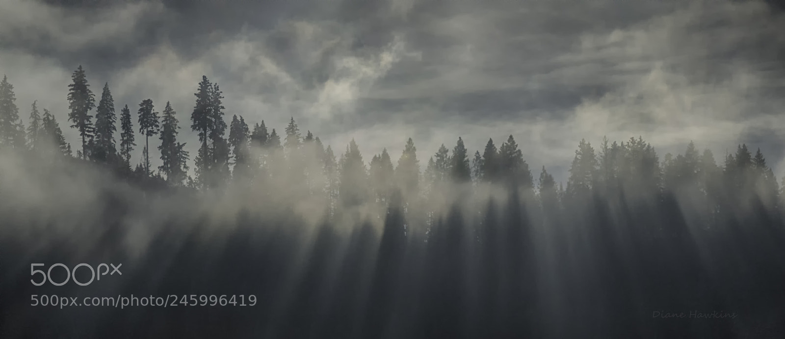 Nikon D3200 sample photo. Morning sun rays photography