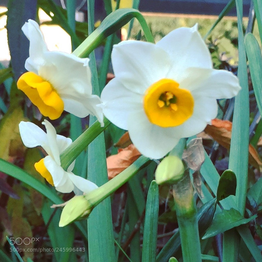 Apple iPhone 6 sample photo. Narcissus photography