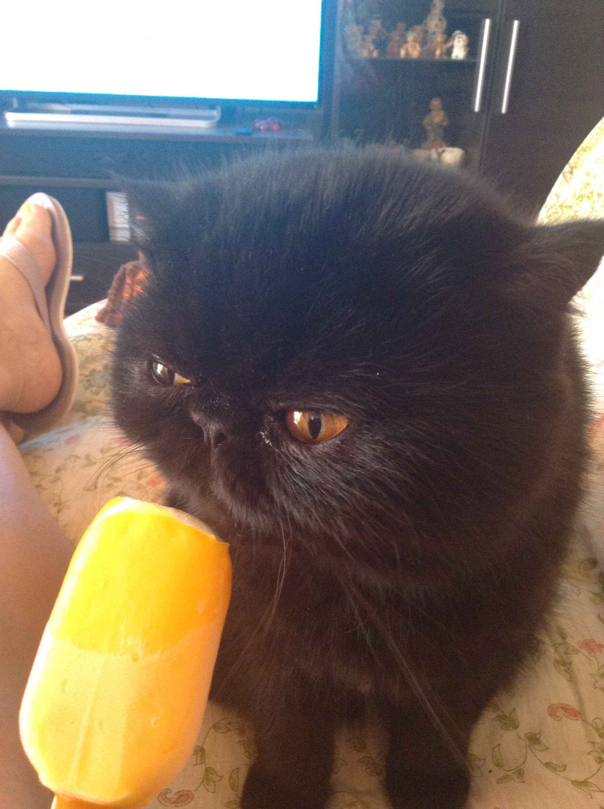 Apple iPad mini sample photo. Cat on ice photography