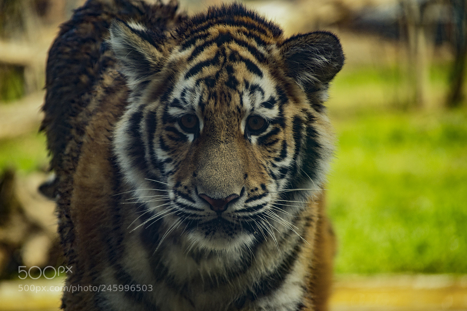 Nikon D3100 sample photo. Tiger instinct photography