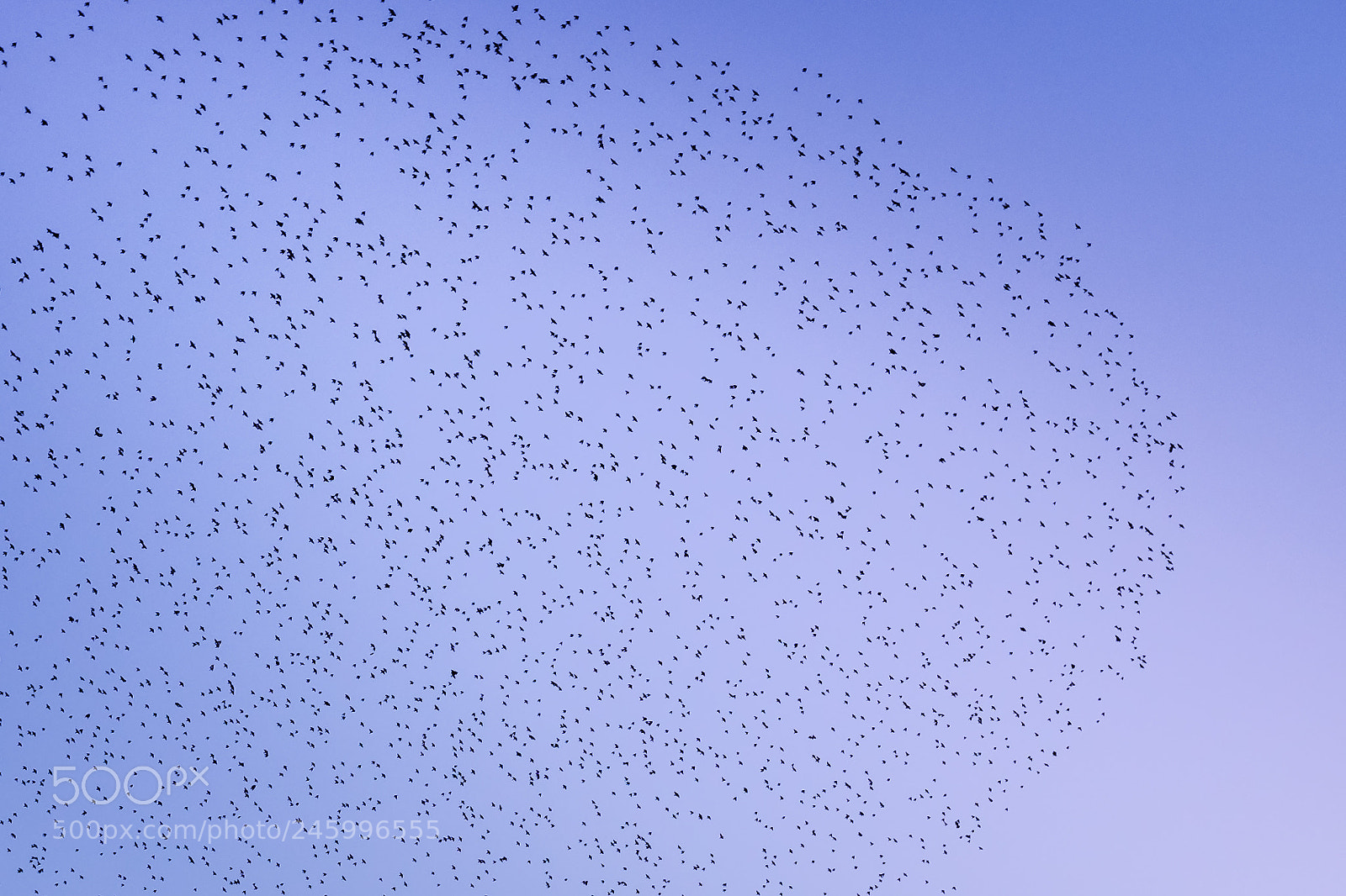 Fujifilm X100S sample photo. Migration photography