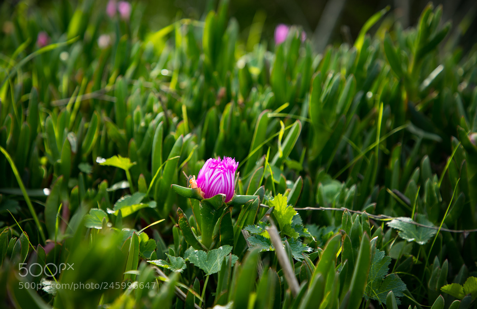 Canon EOS 6D Mark II sample photo. Colors of nature! photography