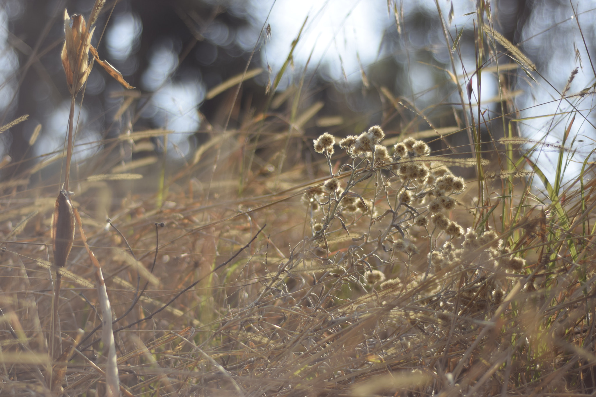 Nikon D3300 + Nikon AF Nikkor 50mm F1.8D sample photo. Invierno photography