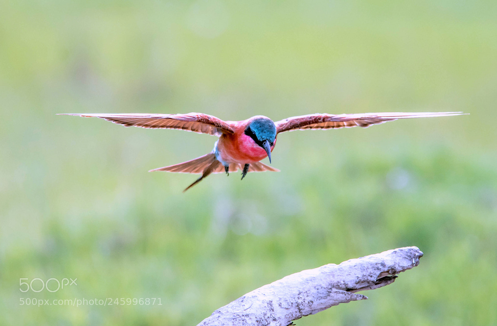 Nikon D810 sample photo. Engage landing gear photography