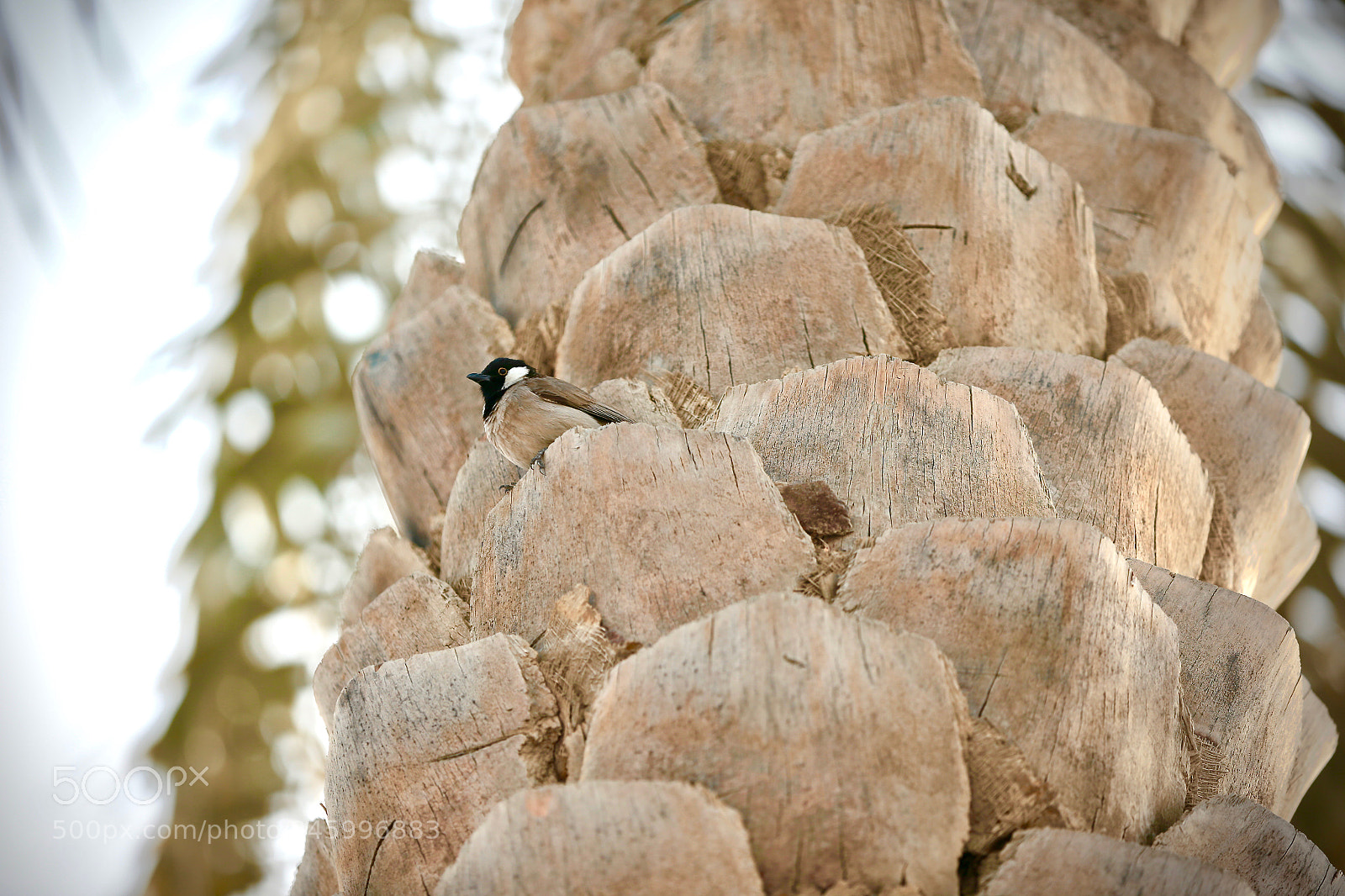 Canon EOS-1D X sample photo. Bird photography