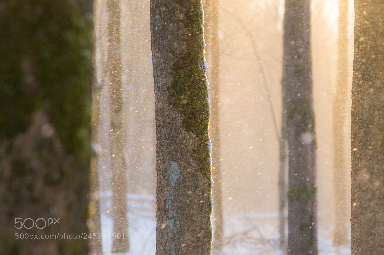 Canon EOS 700D (EOS Rebel T5i / EOS Kiss X7i) sample photo. Snow in sunlight photography