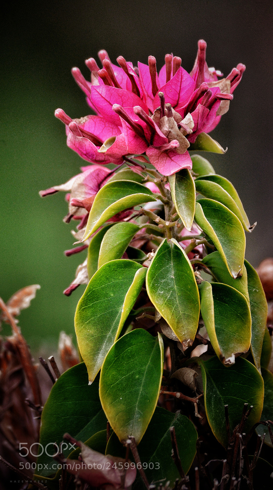 Nikon D610 sample photo. The princess the green photography