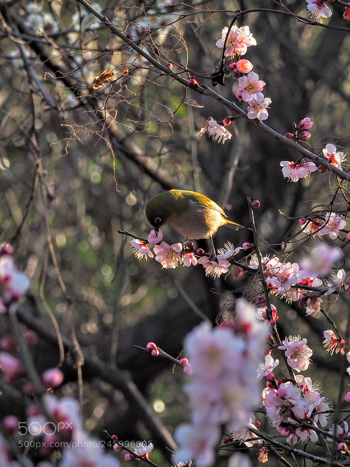 Olympus OM-D E-M10 II sample photo. メジロ photography