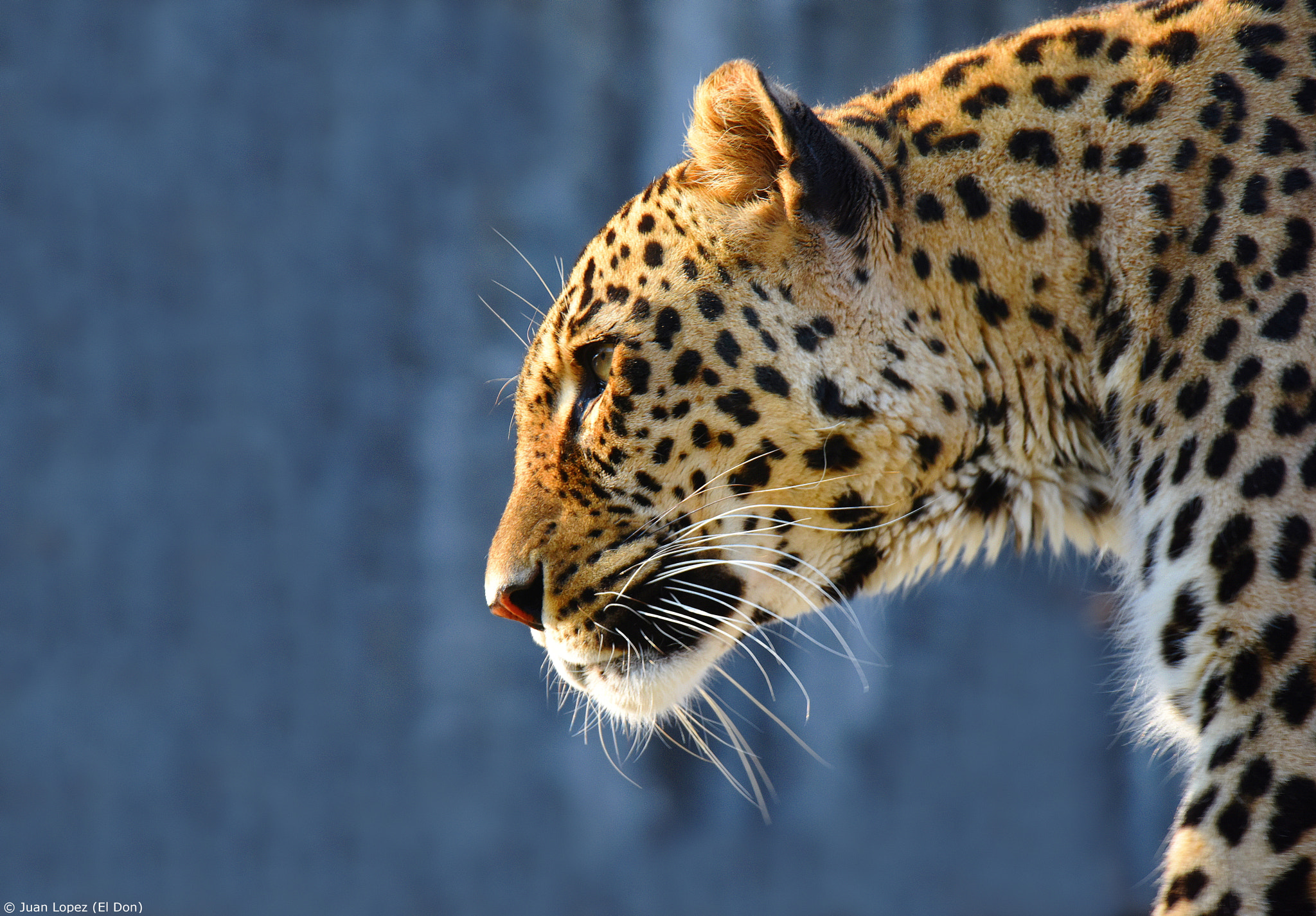 Nikon D810 + Sigma 150-600mm F5-6.3 DG OS HSM | S sample photo. Sublime leopard...!!! photography