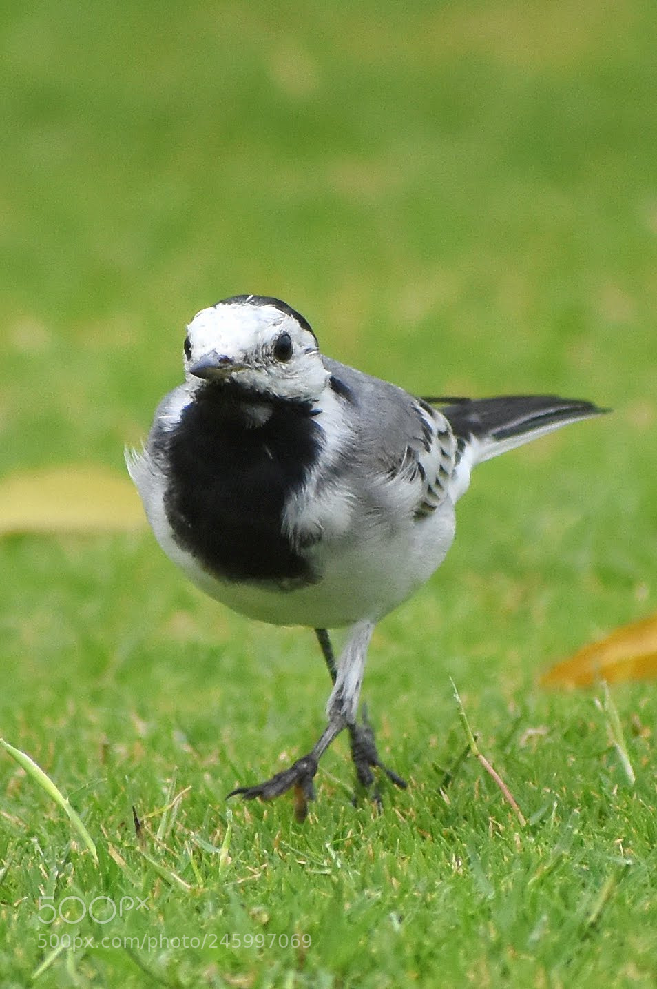 Nikon D7200 sample photo. White wagtail photography