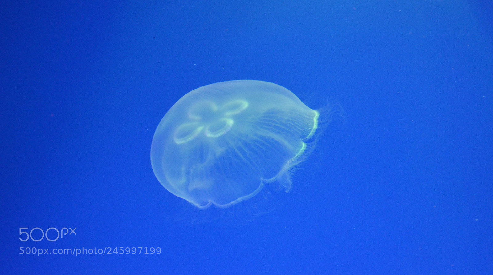 Nikon D5100 sample photo. Jellyfish photography
