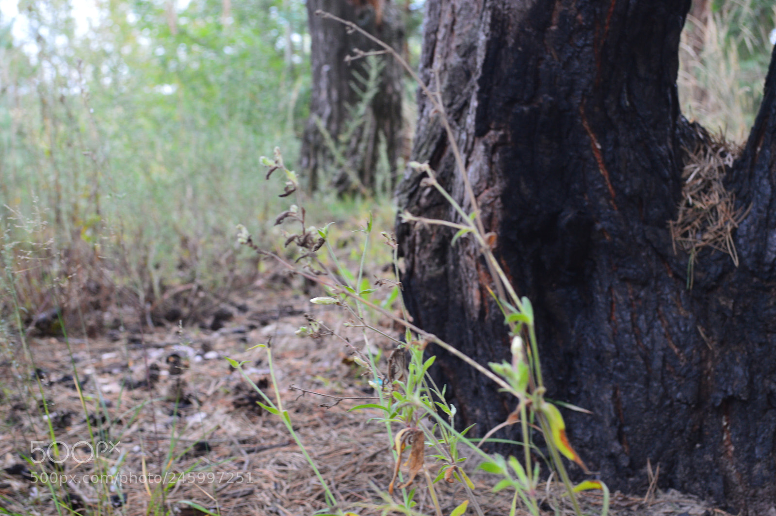 Nikon D3200 sample photo. In the forest photography