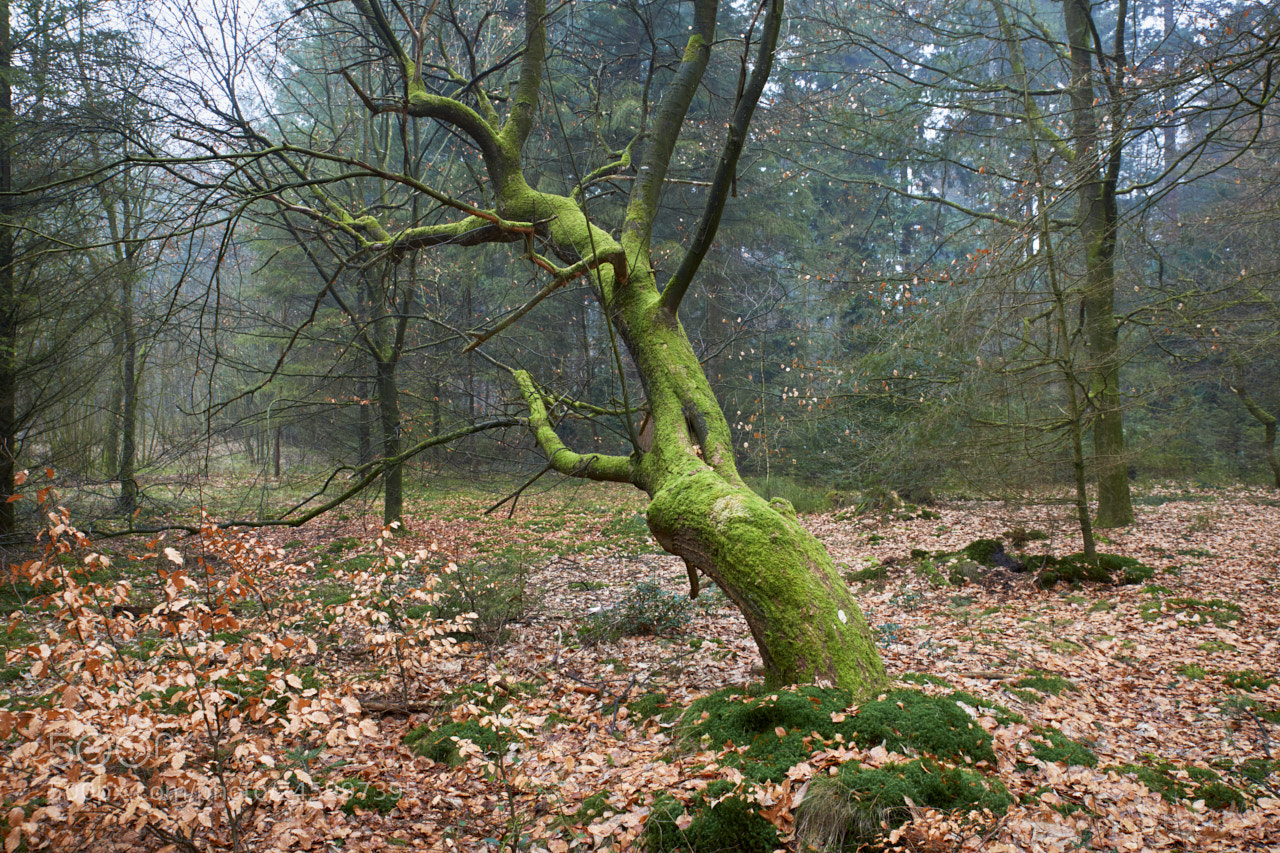 Sony SLT-A99V sample photo. The tree that doesn't photography