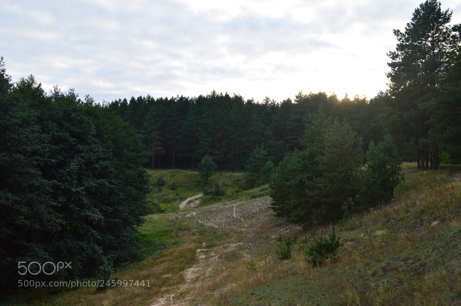 Nikon D3200 sample photo. Ohh forests photography