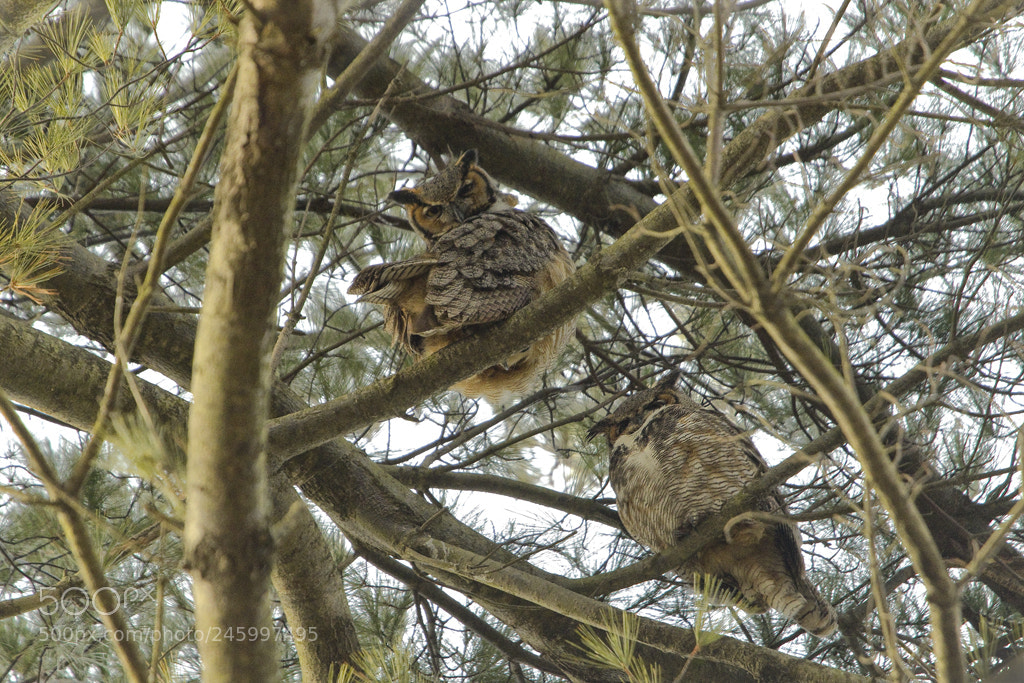 Canon EOS 7D Mark II sample photo. Horned owl pair, connecticut, 2018 photography