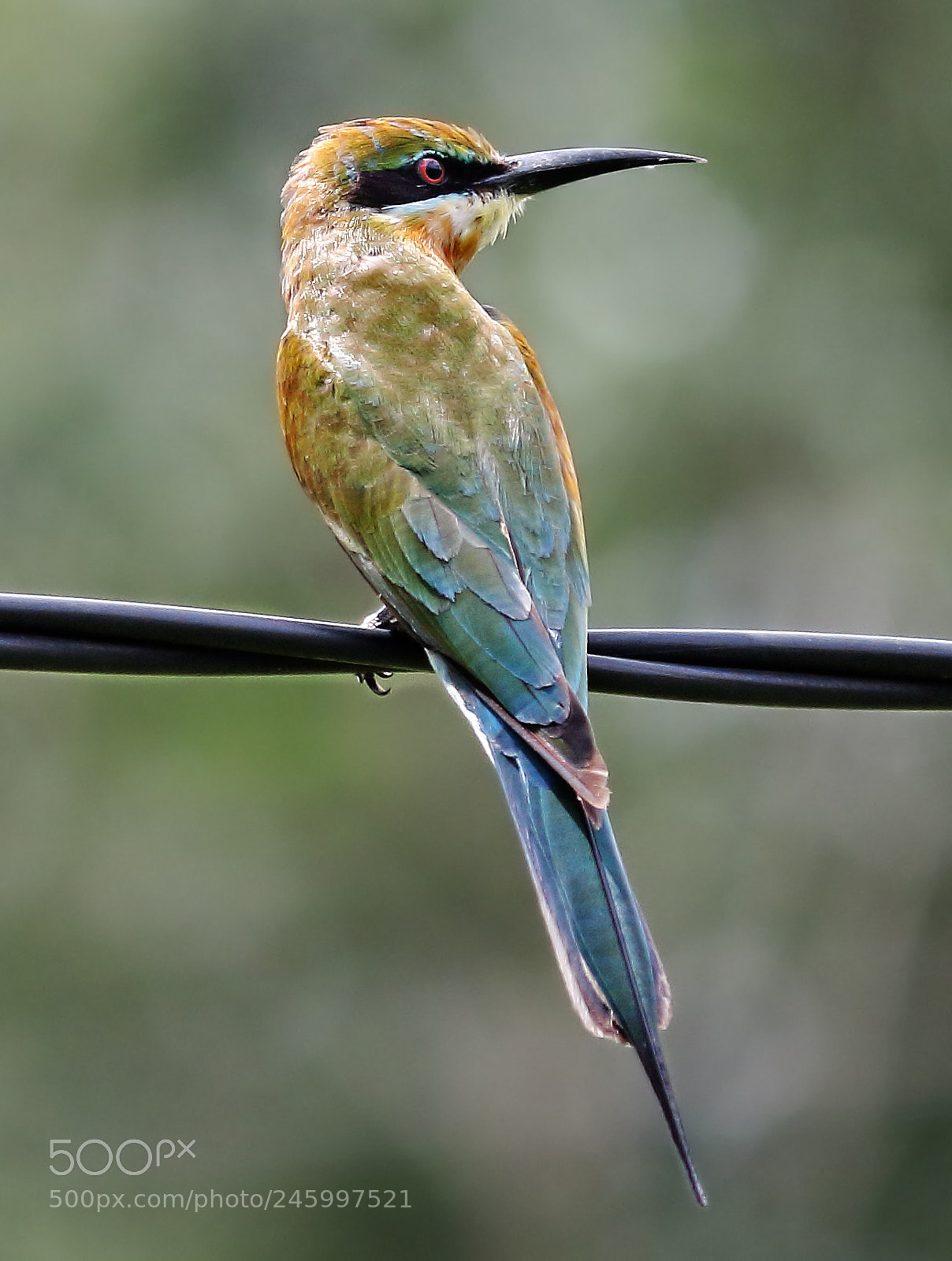 Canon EOS 700D (EOS Rebel T5i / EOS Kiss X7i) sample photo. Bee eater photography
