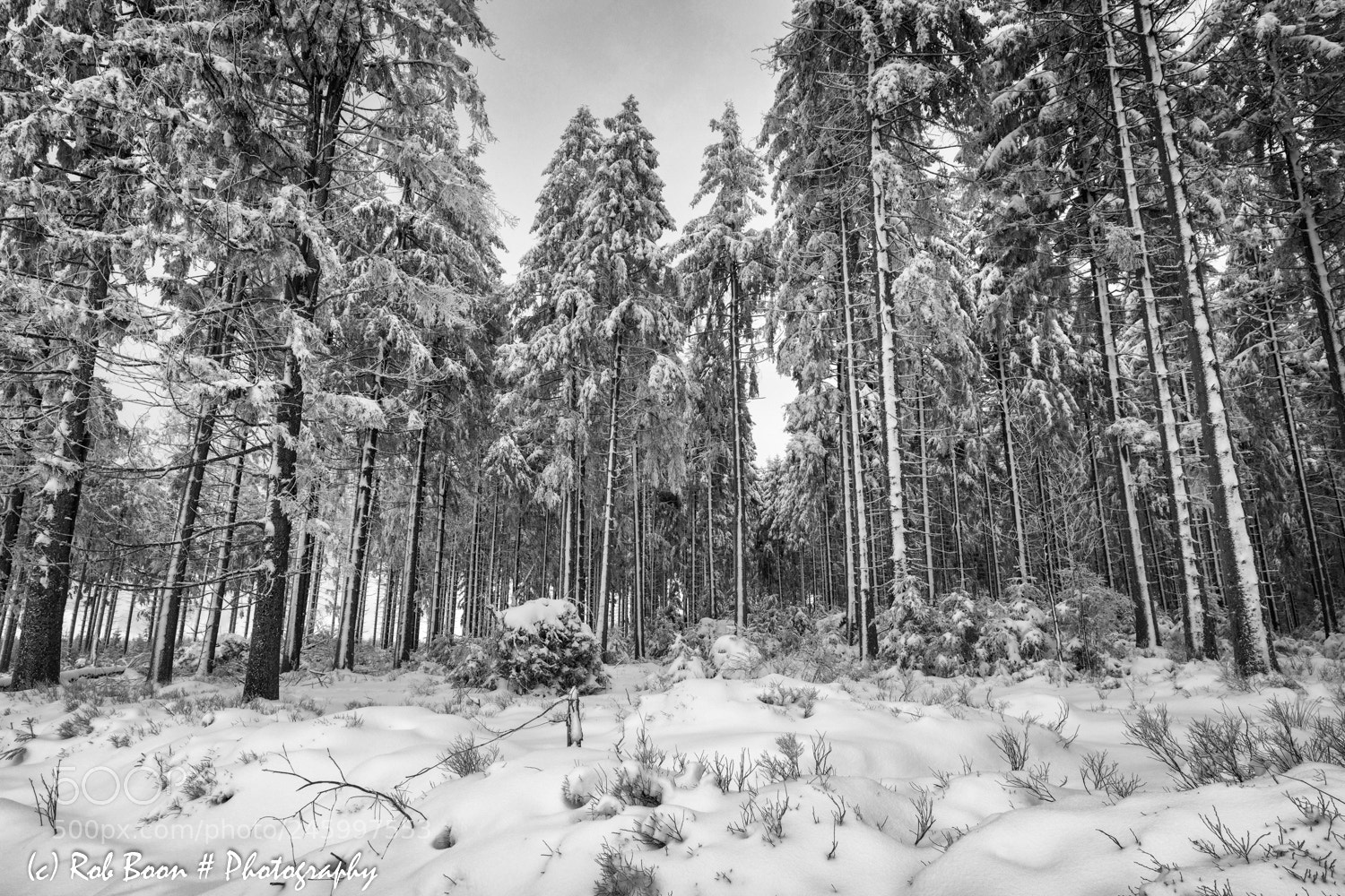Canon EOS 5DS sample photo. Winter @ botrange 5 photography