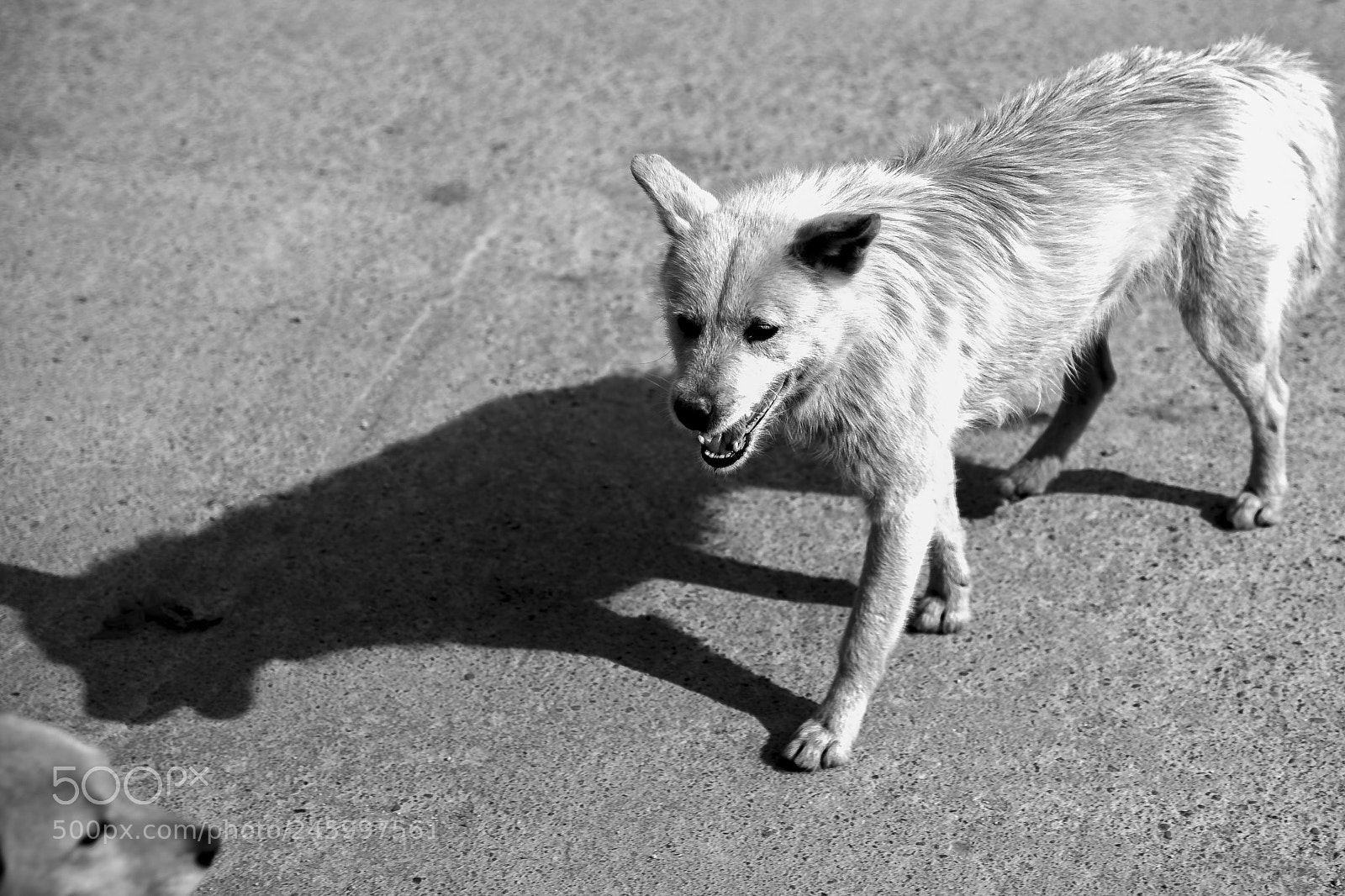 Canon EOS 5DS sample photo. 街头 photography