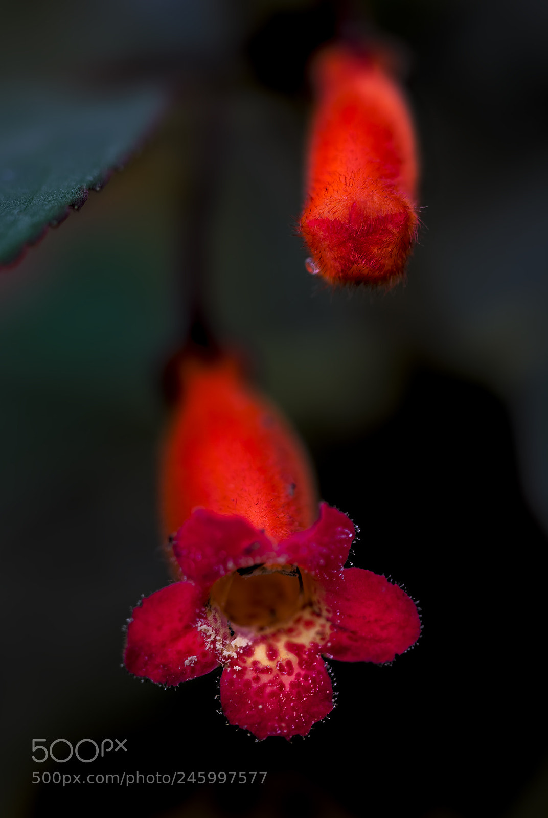 Sony a7 II sample photo. Untitled photography