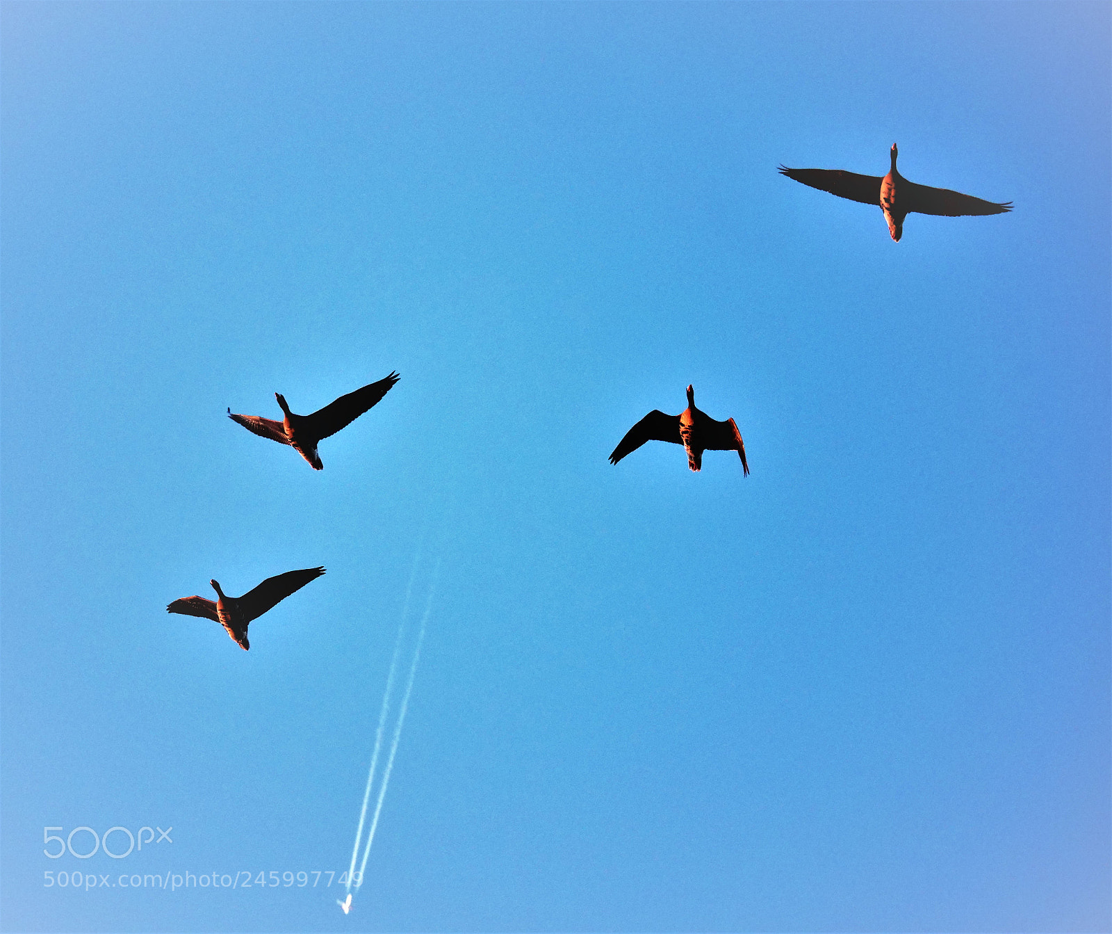 Panasonic Lumix DC-GH5 sample photo. Flying against photography