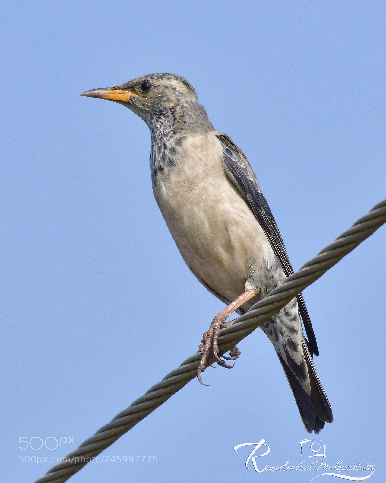 Nikon D500 sample photo. Rosy starling female photography