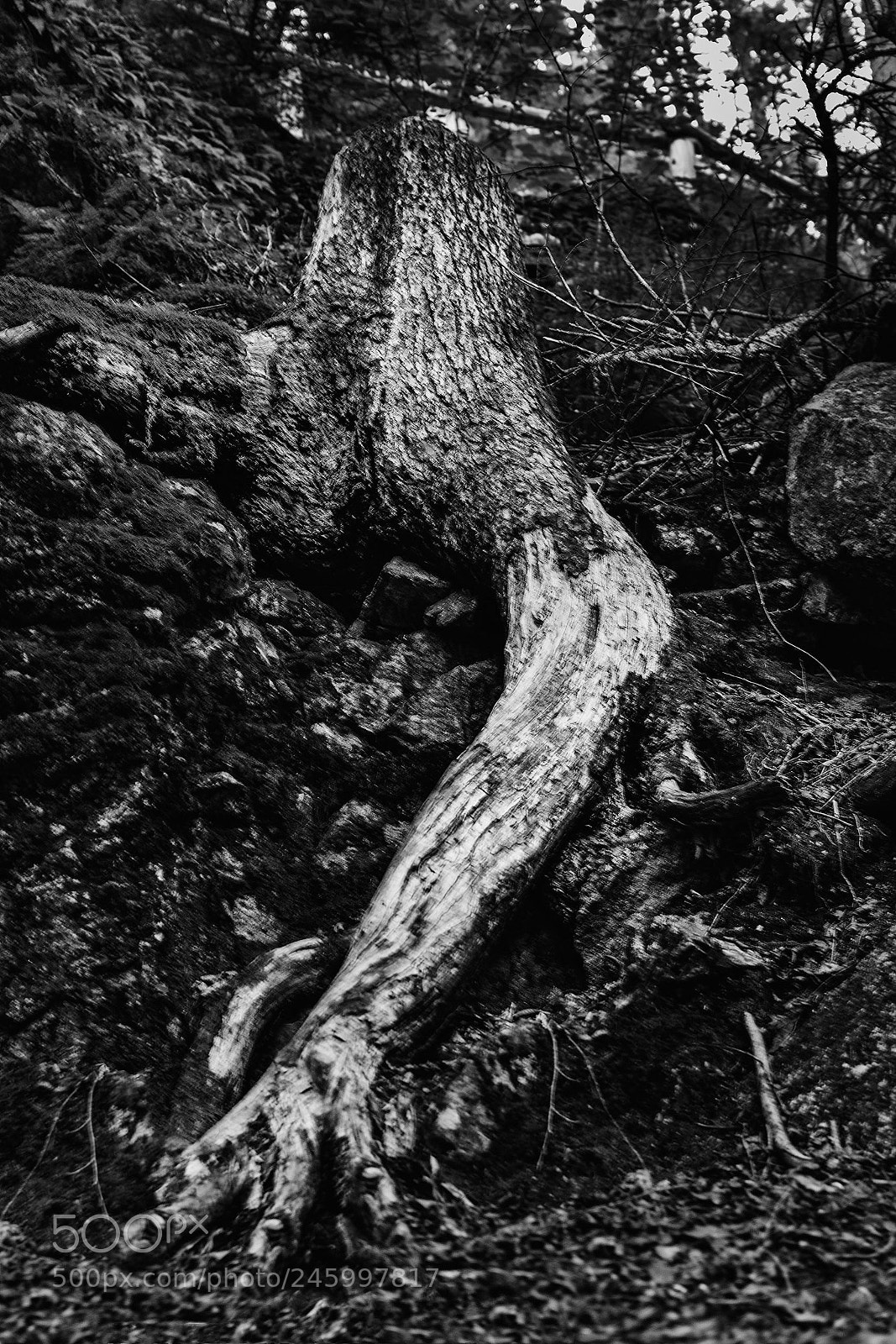 Nikon D3400 sample photo. Tree stump photography