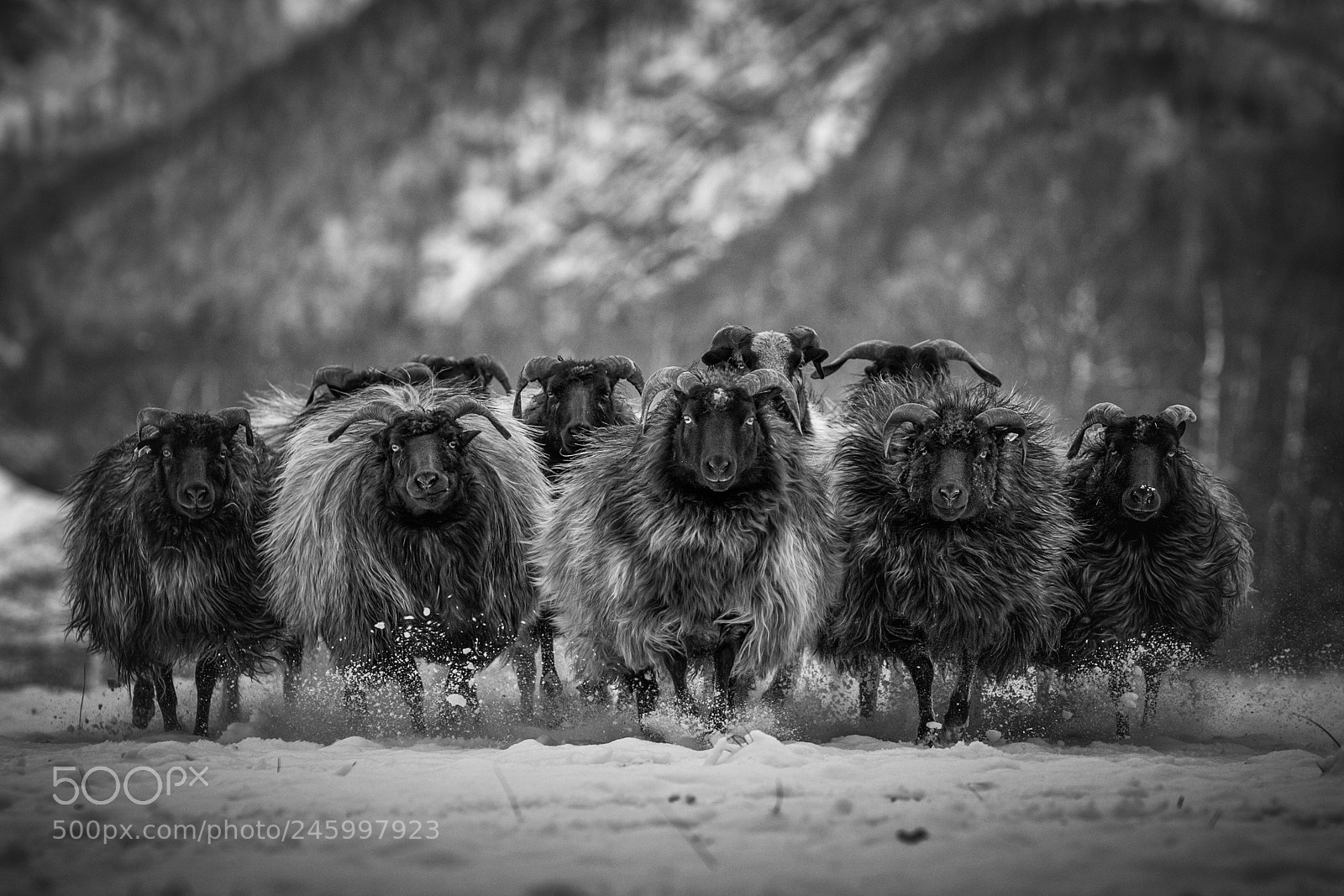 Canon EOS-1D X sample photo. Follow the herd photography