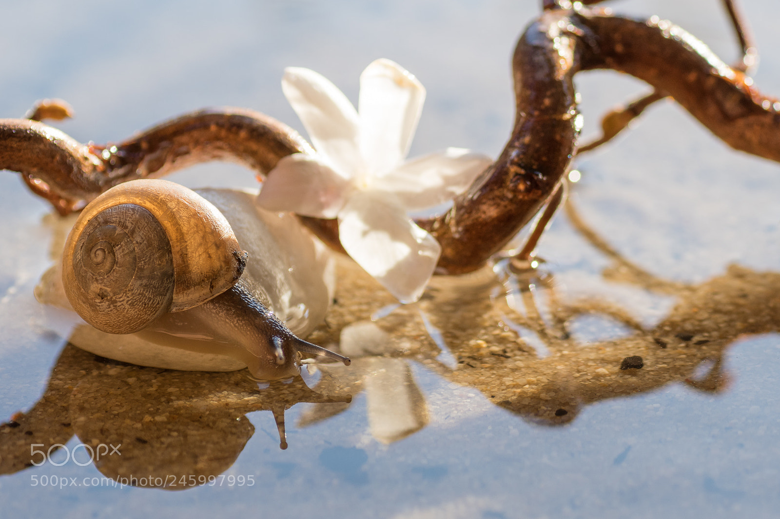 Nikon D500 sample photo. Un sorso d'acqua photography