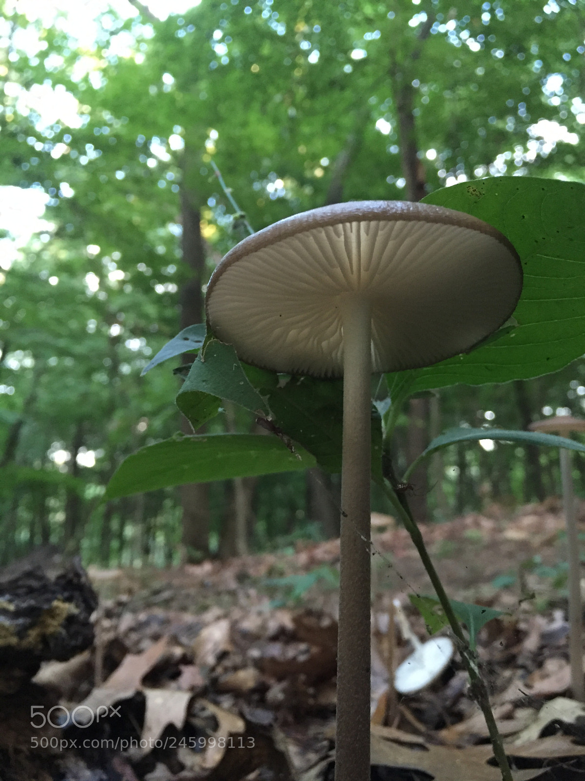 Apple iPhone 6 Plus sample photo. Under mushrooms photography