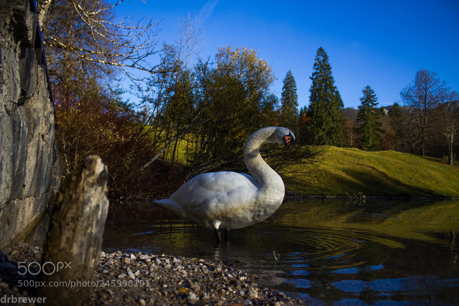 Canon EOS 550D (EOS Rebel T2i / EOS Kiss X4) sample photo. White swan drinking photography