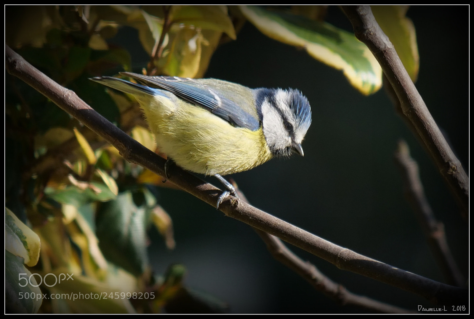 Panasonic Lumix DC-G9 sample photo. Mésange bleue photography