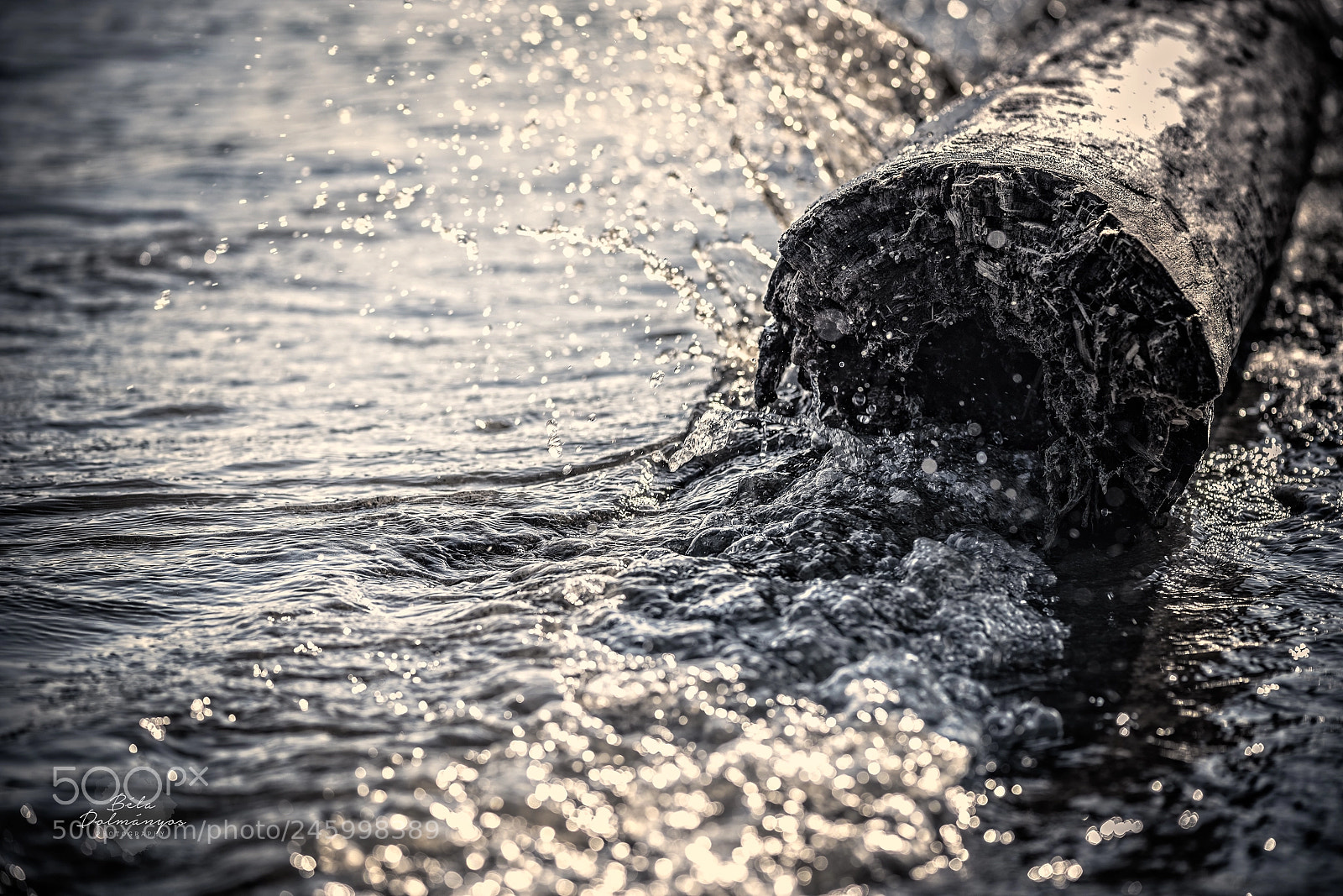 Nikon D810 sample photo. Old log photography
