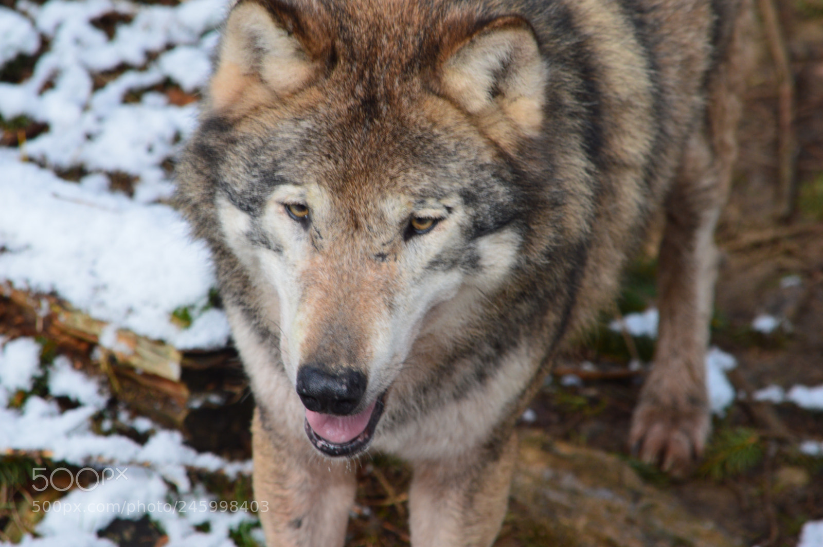 Nikon D3200 sample photo. Wolf photography