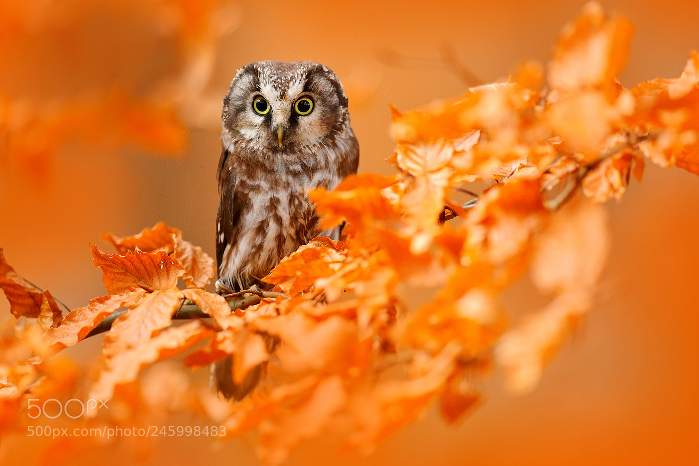 Canon EOS-1D X Mark II sample photo. Boreal owl (aegolius funereus) photography