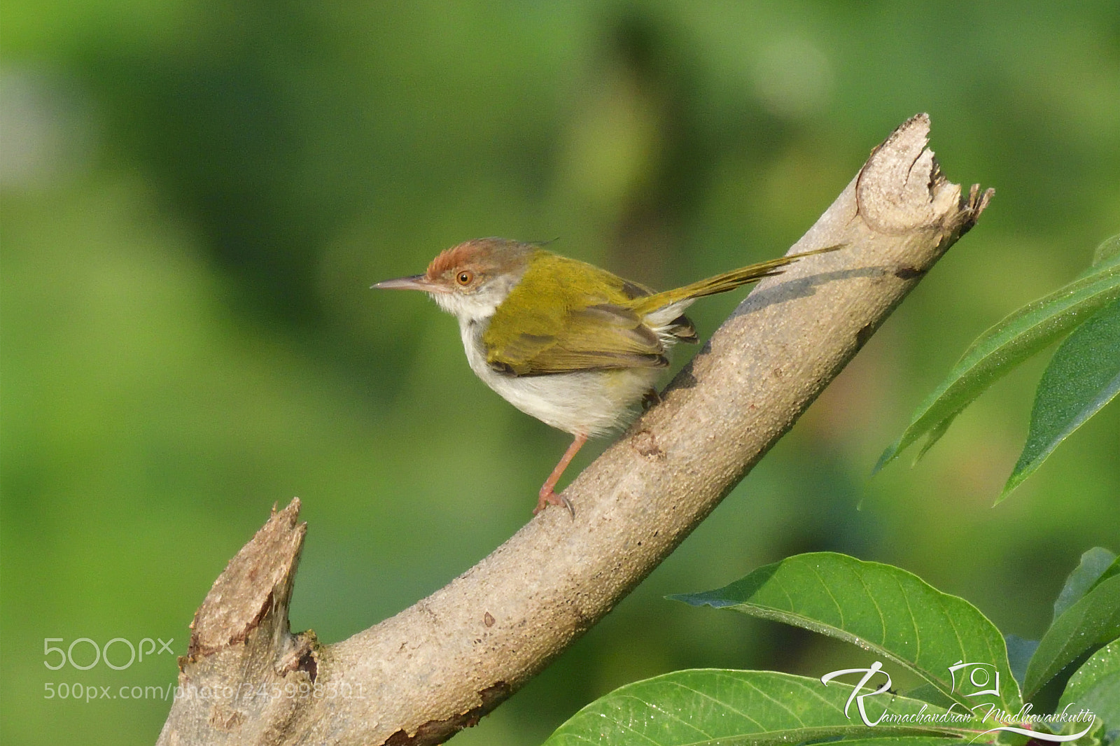 Nikon D500 sample photo. Common tailor bird photography