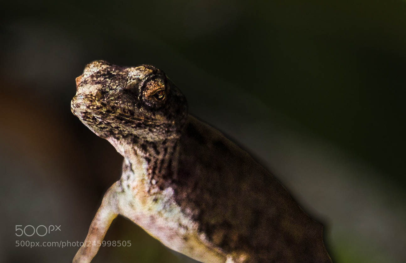 Canon EOS 700D (EOS Rebel T5i / EOS Kiss X7i) sample photo. Marco island gecko photography