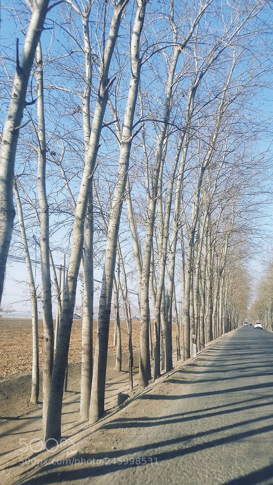 Samsung Galaxy S5 sample photo. These poplars are ready... photography