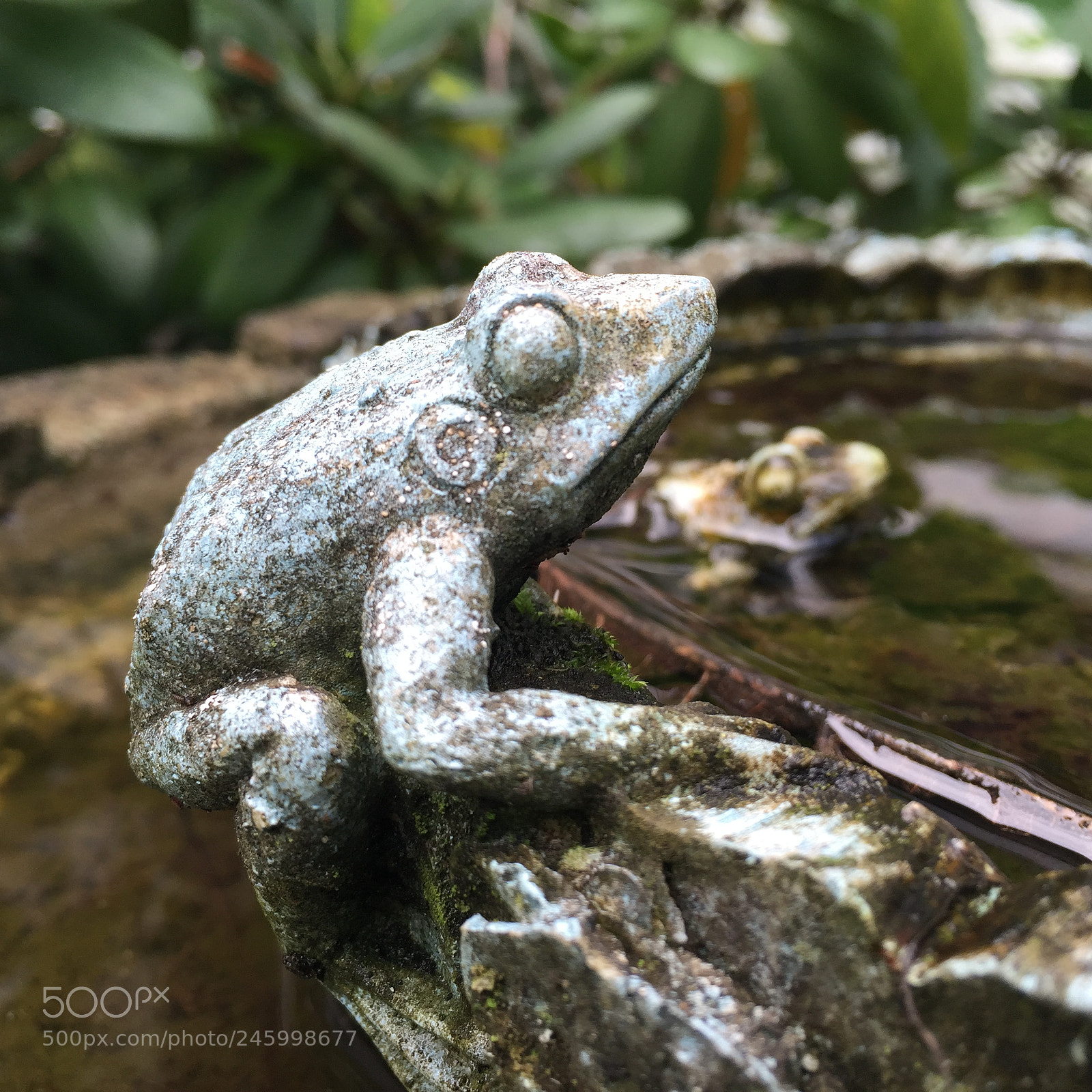 Apple iPhone 6 Plus sample photo. Stone frog photography