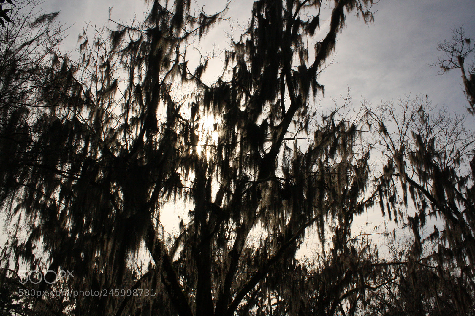 Canon EOS 1000D (EOS Digital Rebel XS / EOS Kiss F) sample photo. Spanish moss photography