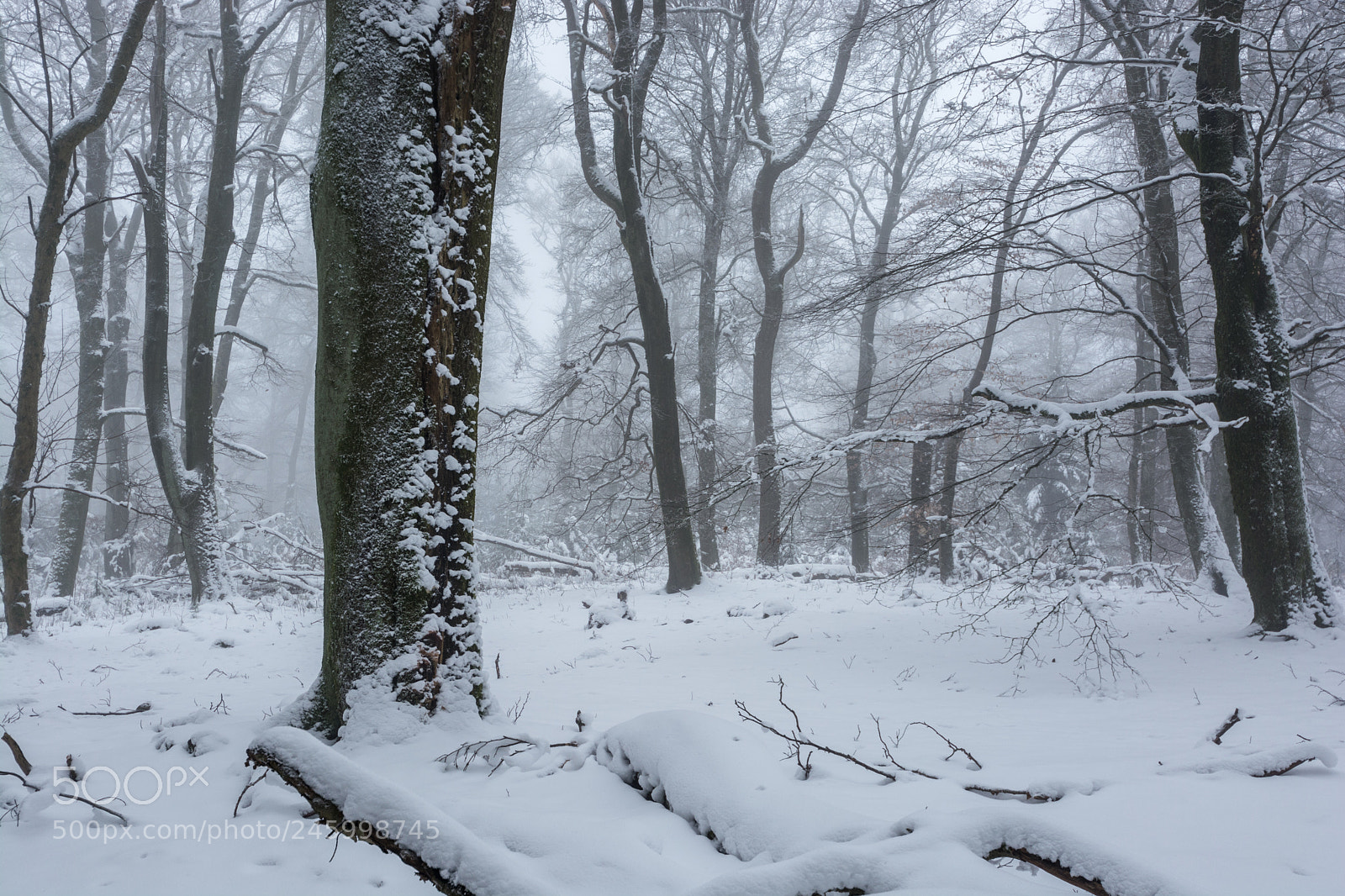 Nikon D7100 sample photo. Winter im nationalpark hunsr photography