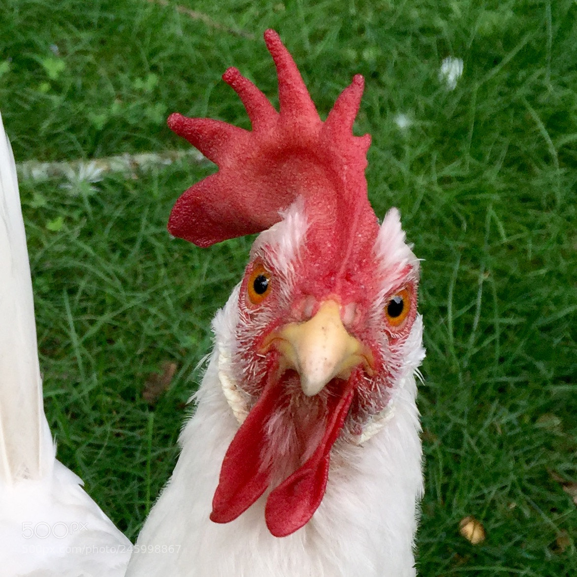 Apple iPhone 6 Plus sample photo. Chick is photography